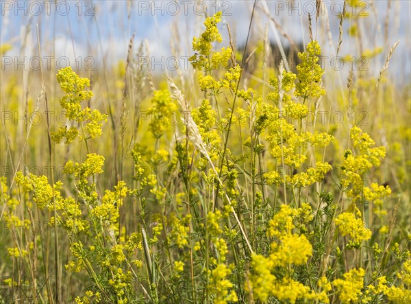 Lady's bedstraw, Galium verum, yellow flowers in summer growing at Sutton, Suffolk, England, UK