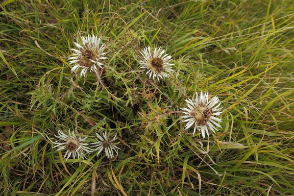 Silver thistle (Carlina acaulis), grass meadow, view from above, vineyard, Huenfeld, Hesse, Rhoen, Germany, Europe