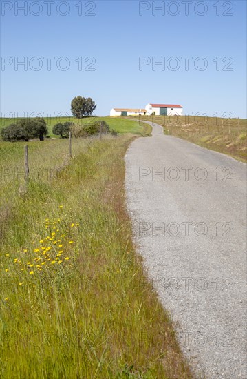 Minor small country surfaced road passing through rural countryside area with blue sky and farm buildings, near Castro Verde, Baixo Alentejo, Portugal, Southern Europe, Europe
