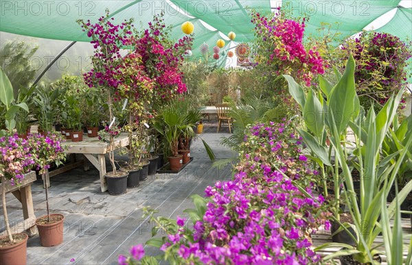 Urban Jungle Plant Nursery and Cafe, Beccles, Suffolk, England, UK, tropical zone polytunnel