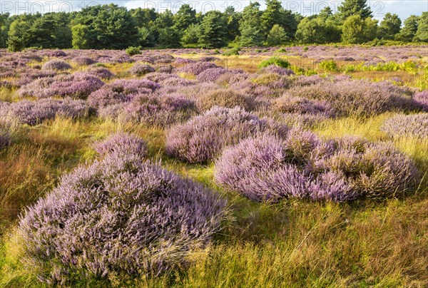 Heathland vegetation with heather in flower, Calluna vulgaris, Sutton Heath, Shottisham, Suffolk, England, UK