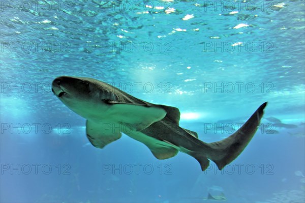 Shark in saltwater aquarium, Lisbon, Lisboa in Portugal