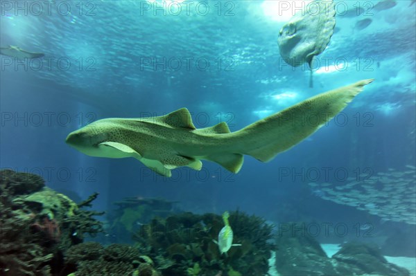 Shark in saltwater aquarium, Lisbon, Lisboa in Portugal