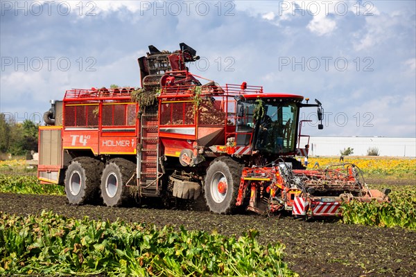 Sugar beet harvest in the Palatinate: The large mountains full of sugar beet at the edge of the field can be seen everywhere in autumn. A few days after the harvest, these sugar beets are loaded into the trailer of a lorry by a beet mouse and driven to the sugar beet factory in Offstein