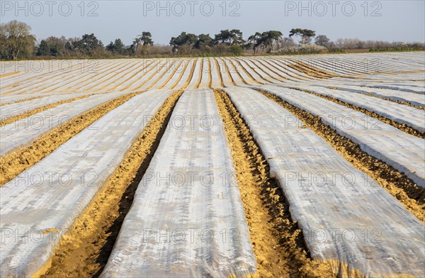 Polythene sheeting covering rows of potatoes planted in a field, Ramsholt, Suffolk, England, UK