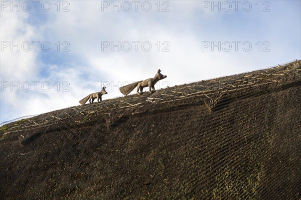 Thatch fox and cub thatched cottage roof in village of Bishopstone, Wiltshire, England, UK