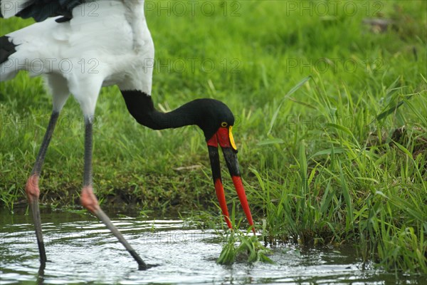 Saddle-billed stork (Ephippiorhynchus senegalensis) foraging on the shore in the water, detail, beak, feeding, captive