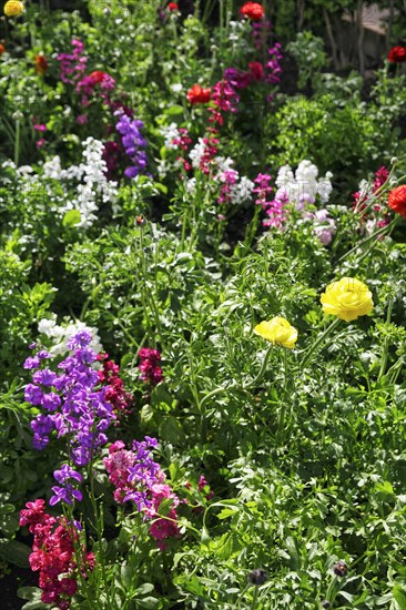 Splendour of flowers in spring, gardens, Generalife Gardens, Alhambra, Granada, Spain, Europe