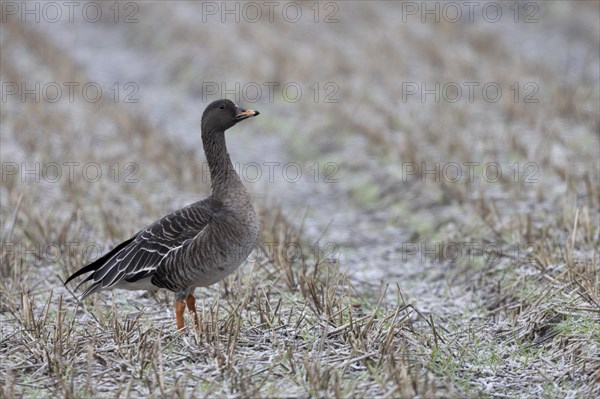 Bean goose (Anser fabalis), Texel, Netherlands