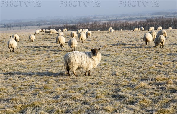 Scotch mule sheep grazing frosty Windmill Hill, a Neolithic causewayed enclosure, near Avebury, Wiltshire, England, UK