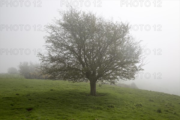 Foggy weather on chalk downs near Knap Hill, Alton Barnes, Wiltshire, England, UK leafless hawthorn tree