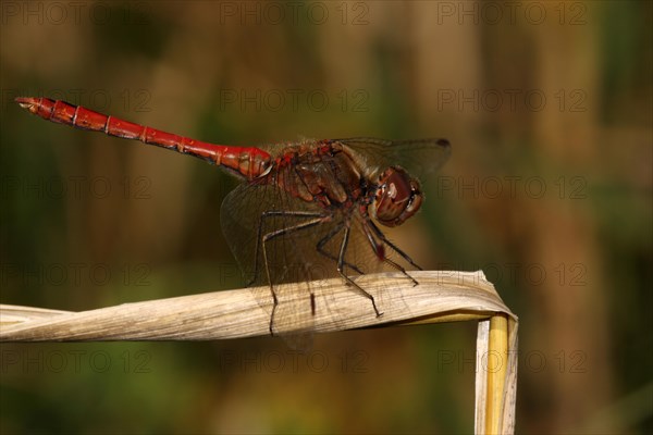 Male vagrant darter (Sympetrum vulgatum), blade of grass, Illmitz, Seewinkel, Lake Neusiedl, Burgenland, Austria, Europe