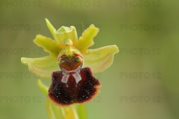 Early spider orchid (Ophrys sphegodes), mimicry, flower figure, detail, nature photography, Badstube, Mimbach, Bliesgau, Saarland, Germany, Europe