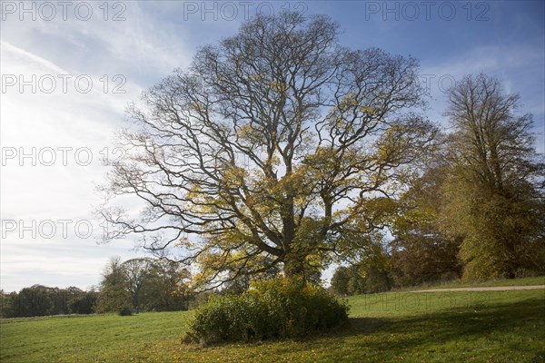 Cappadocian maple tree, acer cappadocicum, National arboretum, Westonbirt arboretum, Gloucestershire, England, UK