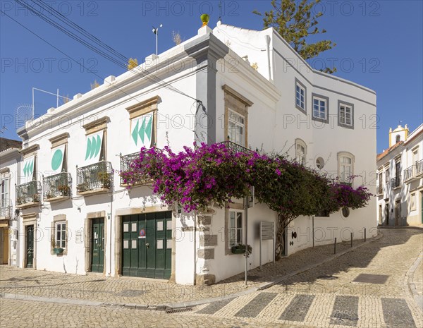 Bougainvillea plant in flower growing on whitewashed house old town, Tavira, Algarve, Portugal, southern Europe, Europe