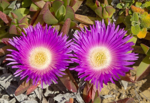 Pink purple flower of Carpobrotus edulis, a ground-creeping plant with succulent leaves native to South Africa. Also known as Hottentot-fig, ice plant, highway ice plant or pigface and in South Africa as the sour fig. Now naturalised along the Atlantic coast of Portugal where it is considered an invasive species and planting it is prohibited. The Hottentot fig is a major threat to the conservation of rare indigenous Portuguese plants. Southwest Alentejo and Vicentina Coast Natural Park, 29 March 2019