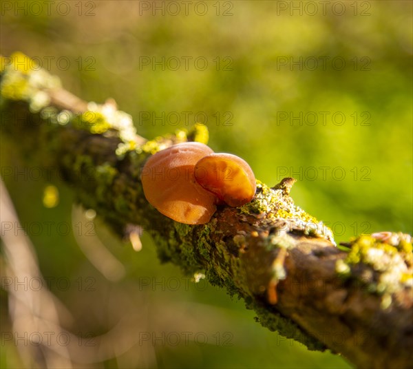 Auricularia auricula-judae, Wood Ear, Auriculariales fungus, on tree branch Suffolk, UK