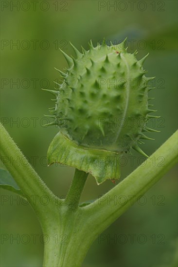 Common Datura (Datura stramonium), nature, fruit, fruit capsule, detail, prickly, nature photography, Wicker, Floersheim, Taunus, Hesse, Germany, Europe