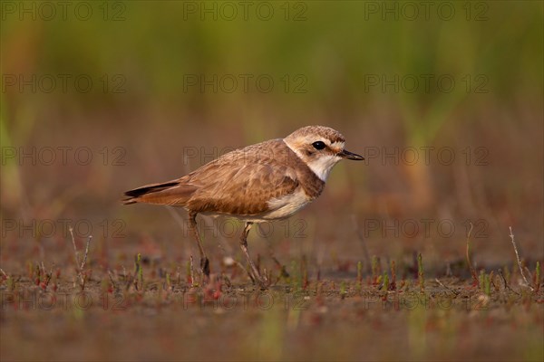 Kentish plover (Charadrius alexandrinus) female, Danube Delta Biosphere Reserve, Romania, Europe