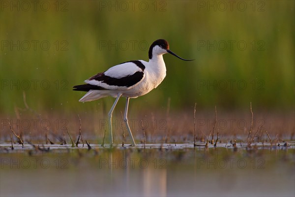 Black-capped avocet (Recurvirostra avosetta), Danube Delta Biosphere Reserve, Romania, Europe