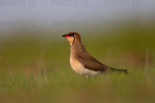 Collared pratincole (Glareola pratincola), Danube Delta Biosphere Reserve, Romania, Europe