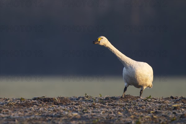 Tundra Swan, Texel, Netherlands