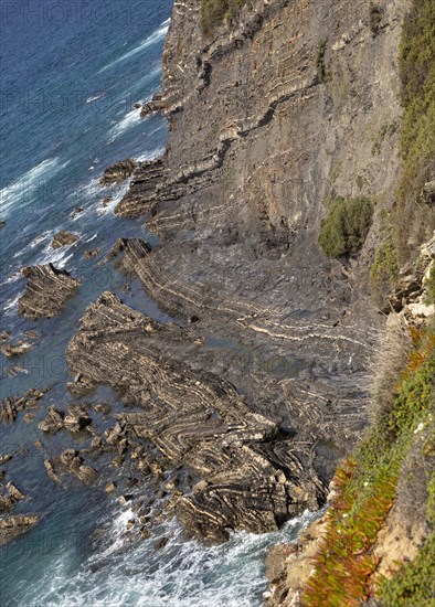 Intensely folded rock of wave cut platform at the base of a steep cliff. Rocky rugged coastal landscape on the Rota Vicentina Fisherman's Trail long distance footpath route, near Bunheira, Aljezur, Algarve, Portugal, Southern Europe, Europe