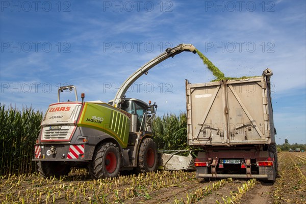 Rhineland-Palatinate, Germany: Maize harvesting (maize chopping) for the Alexanderhof biogas plant in Hochdorf-Assenheim