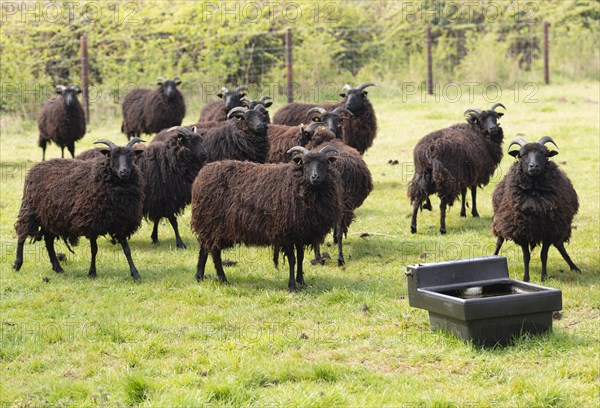 Hebridean sheep in field, Sutton, Suffolk, England, UK