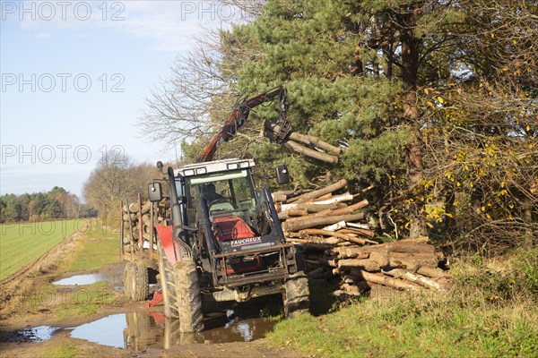 Faucheux tractor using grabber to load logs from woodland, Suffolk Sandlings AONB, England, UK