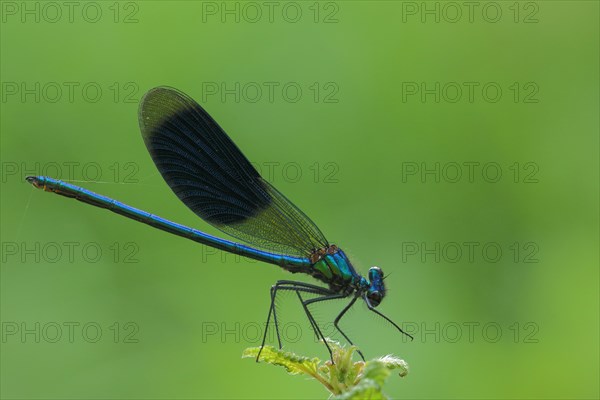 Banded demoiselle (Calopteryx splendens), male, Wickerbach, Floersheim, Taunus, Hesse, Germany, Europe