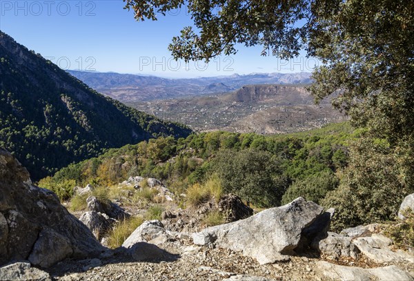 Ruta Botanica waking route from Area Recreativa El Alcazar, Sierra Tejeda natural park, Alcaucin, Axarquia, Andalusia, Spain, Europe