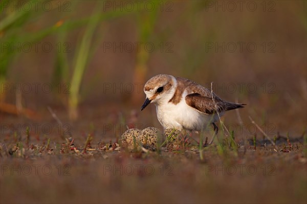 Kentish plover (Charadrius alexandrinus) Female breeding on the ground at the water's edge, Danube Delta Biosphere Reserve, Romania, Europe