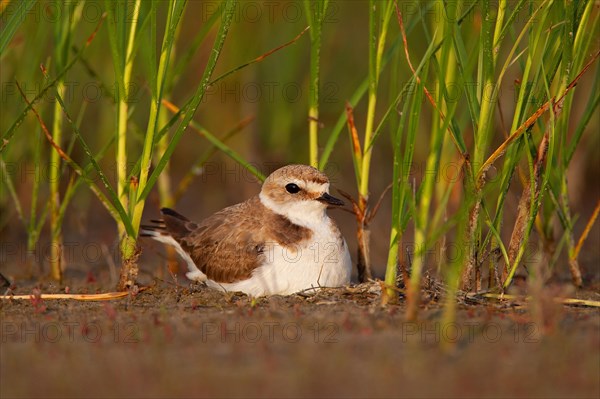 Kentish plover (Charadrius alexandrinus) Female breeding on the ground at the water's edge, Danube Delta Biosphere Reserve, Romania, Europe