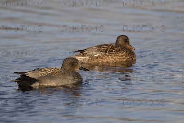 Gadwall (Mareca strepera), Texel, Netherlands