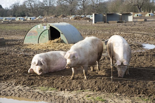 Outdoor pig farming sows in field, Shottisham, Suffolk, England, UK