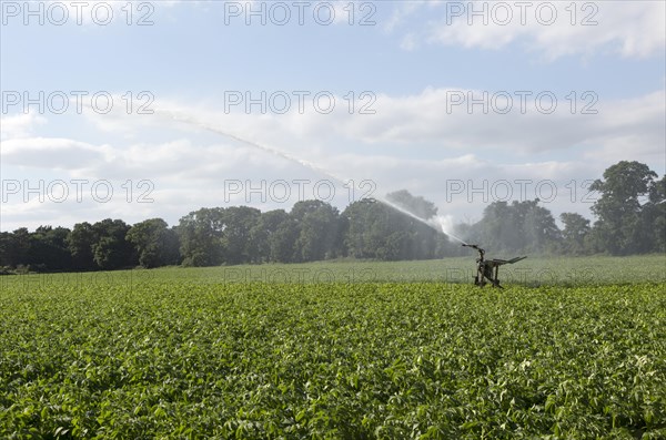 Irrigation sprayer watering field of potatoes, Shottisham, Suffolk, England, UK