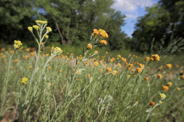 Sand immortelle (Helichrysum arenarium) with surroundings, habitat, nature, Mainz sand, Mombach, Mainz, Rhine-Hesse region, Rhineland-Palatinate, Germany, Europe