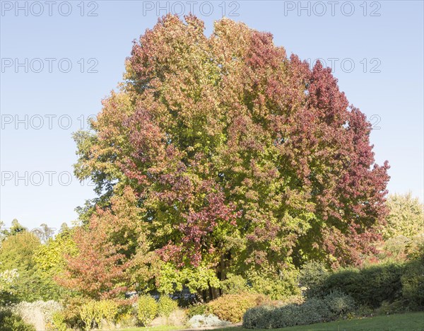 Liquidambar styraciflua, American sweetgum or redgum, in autumn leaf foliage, Woodbridge, Suffolk, England, UK