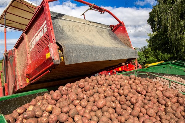 Agriculture harvest of industrial potatoes in the Palatinate. In contrast to table potatoes, these potatoes are processed into crisps, French fries, etc. (Schifferstadt, Germany, 08/07/2022), Europe