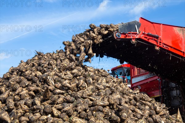 Sugar beet harvest in the Palatinate: The large mountains full of sugar beet at the edge of the field can be seen everywhere in autumn. A few days after the harvest, these sugar beets are loaded into the trailer of a lorry by a beet mouse and driven to the sugar beet factory in Offstein