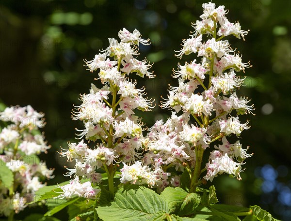 Candelabra flowers blossom horse chestnut tree, Aesculus hippocastanum, macro close up, UK