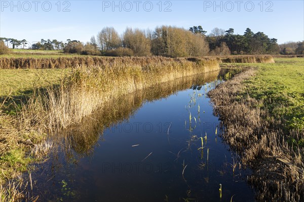 Marshland habitat reeds in drainage ditch, Ramsholt, Suffolk, England, UK