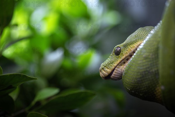 Green tree python (Morelia viridis), captive, occurrence New Guinea, Baden-Wuerttemberg, Germany, Europe