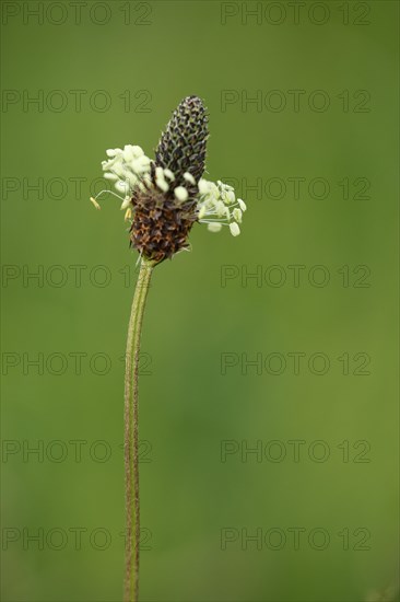 Pointed plantain (Plantago lanceolata) with stem and flower, nature photograph, Buechelberg, Bienwald, Rhineland-Palatinate, Germany, Europe