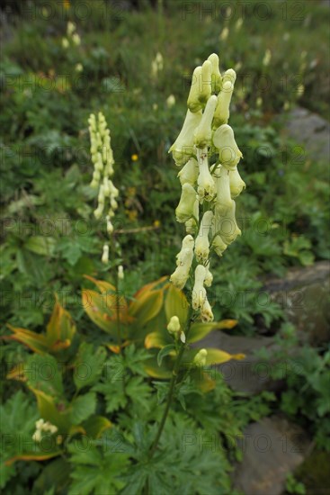 Monkshood (Aconitum vulparia), surroundings, Hahnenkopf, Fontanella, Faschina, Vorarlberg, Alps, Austria, Europe