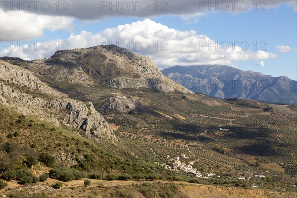 Olive trees near village of Aldea de Guaro, Periana, Axarquia, Andalusia, Spain limestone mountains