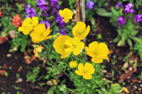 California poppy (Eschscholzia californica), also known as golden poppy, California poppy, yellow flowers, close-up, Alhambra Gardens, Granada, Spain, Europe