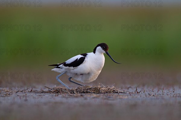 Black-capped avocet (Recurvirostra avosetta) Old bird over clutch, Danube Delta Biosphere Reserve, Romania, Europe