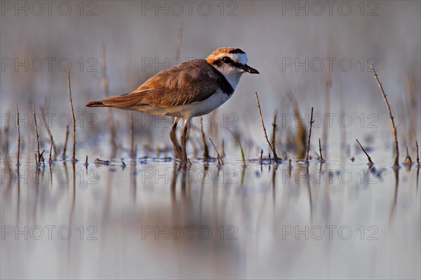 Kentish plover (Charadrius alexandrinus) male, Danube Delta Biosphere Reserve, Romania, Europe